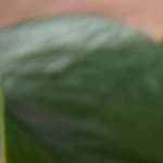 Queso vegano para nachos