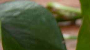 Queso vegano para nachos