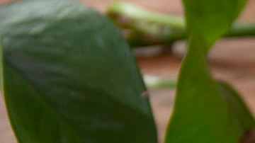 Queso vegano para nachos