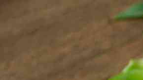 S'mores cheesecake paso a paso