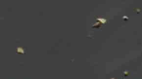 delicioso calabacín salteado con ajo y hierbas