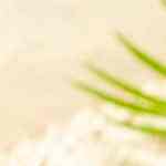 Camarones en salsa de mango con chipotle