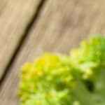 plato de crema de brocoli y calabacin