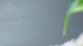 crema de nuez y chipotle