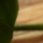 Dip de cebolla caramelizada