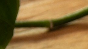 Dip de cebolla caramelizada