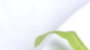 plato de ensalada de nueces, aguacate y mango