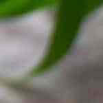 arroz a la cerveza con tocino