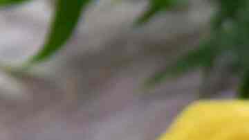 arroz a la cerveza con tocino