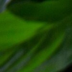 estofado de res y vino tinto