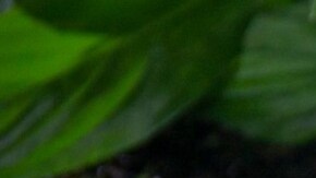 estofado de res y vino tinto