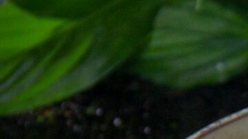 estofado de res y vino tinto