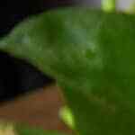 pastel de almendras y chocolate keto