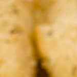 croquetas de queso cabra