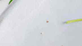 dos deliciosas tostas con revoltillo y champiñones