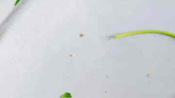 dos deliciosas tostas con revoltillo y champiñones