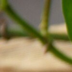 tostadas de salmón con mango y aguacate.