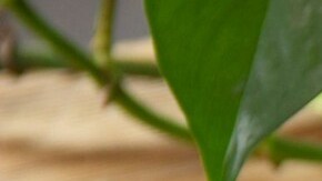 tostadas de salmón con mango y aguacate.