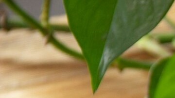 tostadas de salmón con mango y aguacate.