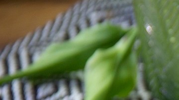 camarones al limón y ajo