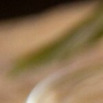 burrito de huevo, hash brown y tocino