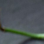 ensalada de calabaza con aguacate, tomate y pepino