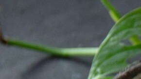 ensalada de calabaza con aguacate, tomate y pepino