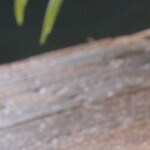 helado de mango y arándanos