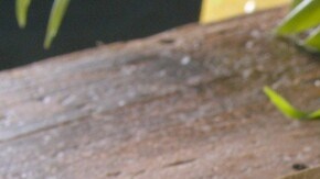 helado de mango y arándanos