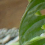 Crema de pollo y verduras