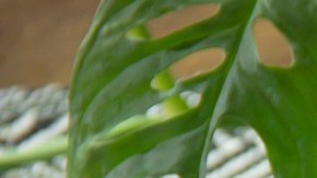 Crema de pollo y verduras