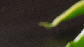 helado de frutos del bosque