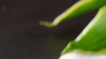helado de frutos del bosque