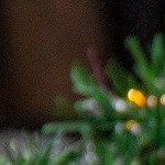 Rollito de jamón y queso