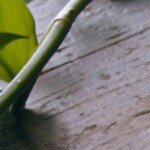 sopa de melón y jamón