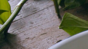 sopa de melón y jamón