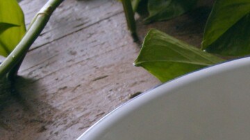 sopa de melón y jamón