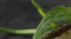 ensalada de calabaza con aguacate, tomate y pepino