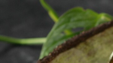 ensalada de calabaza con aguacate, tomate y pepino