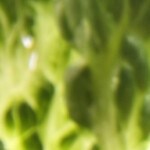 Camarones reventados