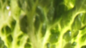 Camarones reventados