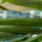 paletas de yogurt con frutas y avena