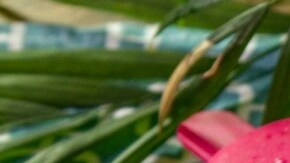 paletas de yogurt con frutas y avena