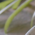 ensalada de pollo al ajillo con membrillo