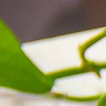 Galletas red velvet con chocolate blanco