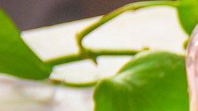 Galletas red velvet con chocolate blanco