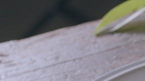 Mini pizzas de queso y setas