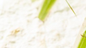 Filete de pescado en salsa de tamarindo