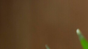 ensalada bowl con pollo a la plancha