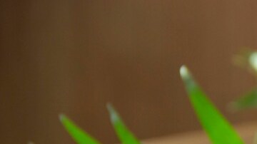 ensalada bowl con pollo a la plancha